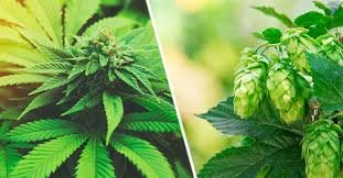 lupulo y cannabis terpenos