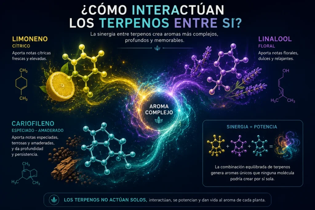 Infografía sobre la interacción entre limoneno, linalool y cariofileno y su contribución al perfil aromático